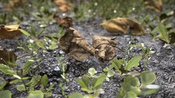 Leaves in the garden still, plant, garden, prop, reality, cover, ground, miniature, cz, reconstruction, vr, leaf, high-poly, reference, macro, realistic, real, nature, czech, brno, soil, realitycapture, render, photogrammetry, 3d, texture, model, scan, leaves, textured, highpoly, rendering