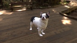 Scanned Chihuahua Dog-890 dog, pet, puppy, chihuahua, scan, animal