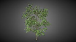 Tree shrub tree, shrub