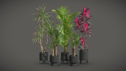Indoor Plants Pack 51 pot, tropical, palm, indoor, exotic, potted, ceramic, dracaena, metal, palmtree, dypsis, cordyline, lutescens, dark, interior, fragans, fructicosa, marginata