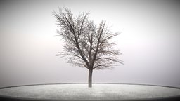 Kastanie 12 Meter tree, grass, winter, baum, game-ready, blender-3d, chestnut, kastanie, vis-all-3d, sommer, 12-meter, baum-module-4, leaf-tree, 3dhaupt, low-poly, lowpoly, blender3d, noai, rosskastanie, european-horse-chestnut