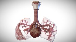 Heart and lung week Eight baby, system, heritage, lunch, embryology, embryo, aorta, airways, respiratoy