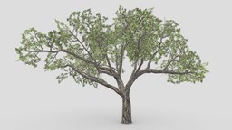 Brazilian Pequi Tree- 01 tree, plant, unreal, brazilian, lowpolytree, unity, lowpoly, asma3d, pequi, 3dpequi, 3dlowpolypequi