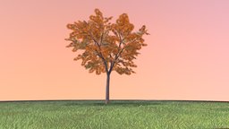 Kastanie 8 Meter tree, grass, baum, game-ready, blender-3d, chestnut, kastanie, herbst, vis-all-3d, sommer, baum-module-4, leaf-tree, 3dhaupt, low-poly, lowpoly, blender3d, noai, rosskastanie, european-horse-chestnut