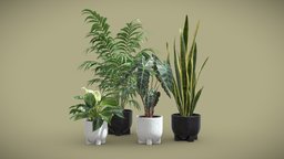 Indoor Plants Pack 55 pot, tropical, palm, indoor, snake, exotic, potted, ceramic, polly, variegata, chamaedorea, interior, sansevieria, alocasia, philodendron, birkin, elegams