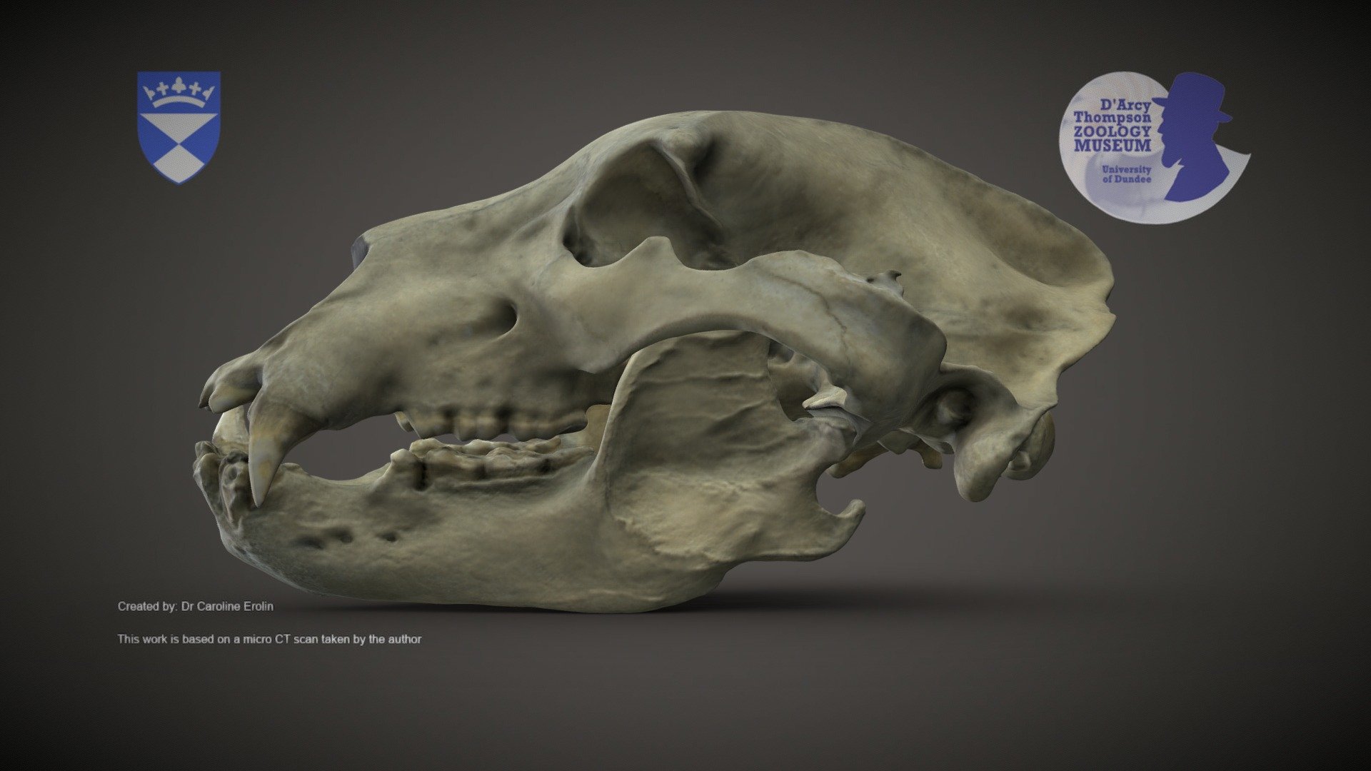 Surface scan of the skull of a bear from the D’Arcy Thompson Zoology Museum at the University of Dundee.

Ursus arctos - Brown Bear. DUNUC 2030. Length= 43cm. Acquired by D'Arcy Thompson in Kamchatka, Siberia, during his Bering Sea expeditions of 1896-7.

Scanned with an Artec Eva surface scanner. The resulting file is exported as an obj. and imported into Zbrush. The texture is captured during the scanning process and converted to Polypaint in Zbrush.

We’d love to hear from you if you download or print our models, especially if you use them in education and outreach 3d model