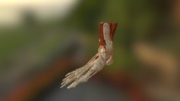 Ankle Joint skeleton, anatomy, muscle, foot, humanbody, medical, human, bones