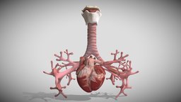 Heart Bronchiole Airways Week Eight (8) anatomy, baby, heart, lunch, week, fetus, embryology, embryo, aorta, fetal, respiratory, months