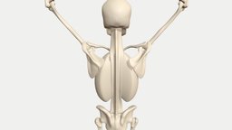 Scapulohumeral rhythm animated skeleton skeleton, anatomy, arm, lateral, flexion, animation, scapulohumeral