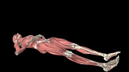 Knee body, school, library, university, doctor, heel, knee, tibia, muscles, med, legs, leg, sports, indiana, sign, dr, family, education, medicine, exam, posterior, iu, calf, iupui, doctors, injury, pcl, sag, 3d, female, test, animation, medical, bones, msk, sagsign