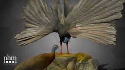 Great Argus (NHMW-Zoo-VS 70946 & 70947) bird, 3dscanning, artec, museum, argus, wien, pheasant, 3dscan, artecleo, nhmvienna, nhmw, naturhistorisches, nhmtop100, birdcollection, arguspheasant, greatargus