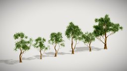 Tree Pack 01 tree, green, plant, nature, vegitation
