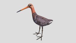 Black-tailed Godwit bird, wild, ornithology, godwit, animal
