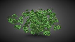 Shrub tree tree, shrub