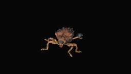 Beetle_Curculionoidea micro, beetle, macro, nature, insects, macrophotogrammetry, diversity, microphotogrammetry, weevil, photogrammetry, art, scan