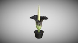 Titan Arum plant, flower, garden, titan, bloom, carrion, corpse, cadaver, sumatra, botanical, foul, amorphophallus, titanum, odor, corm, inflorescence, arum, spadix, spathe, pollination