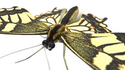 Butterfly Swallowtails of Japan insect, bug, butterfly