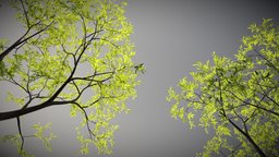 High Detail Ash Trees trees, tree, plants, nature, highpoly, environment, ash-tree