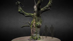 Oak Tree tree, oak, old_tree, savernake, oak_tree