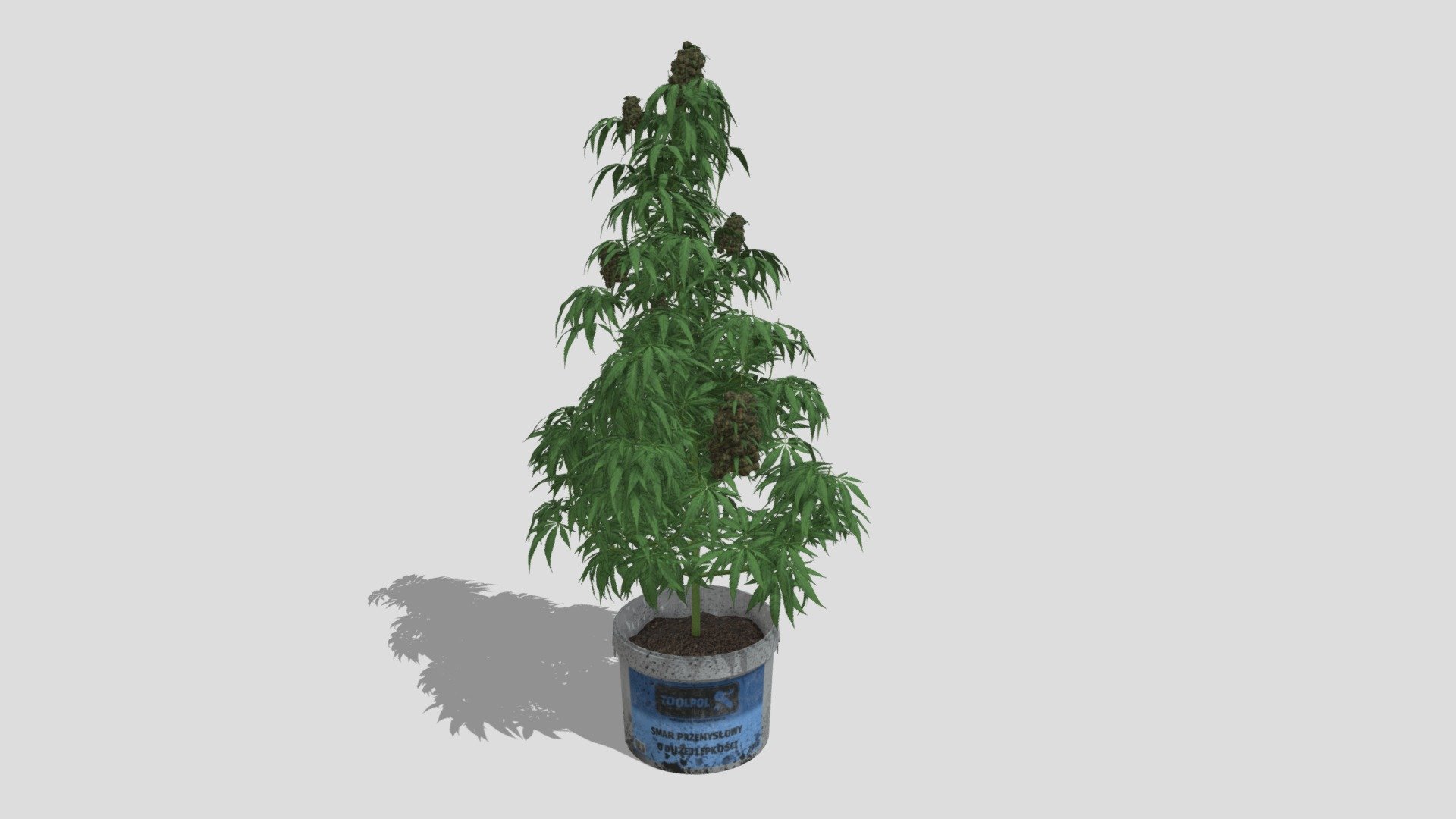 Cannabis Sativa plant

Detailed, fully textured and ready to use.

High poly, realistic marijuana plant. Excelent for animations and renders but may be too heavy for games.

Bucket and plant are two separate objects with separate textures 3d model