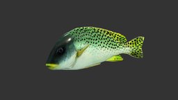 Black Spotted Grunt fish, fishing, underwater, animals, natural, ocean, aquatic, nature, blackspotted, blackspottedgrunt, spottedgrunt, animal