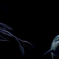 Megaladon Fight shark, world, fight, vr, anim, sharks, squide, creature, animation, sea