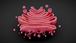 Golgi Apparatus Anatomy body, face, plant, anatomy, biology, micro, nuclear, cell, transport, lumen, membrane, cells, complex, cellular, science, trans, golgi, histology, microscopic, nucleus, apparatus, reticulum, endoplasmic, eukaryotic, cis, microbiology, golgi-apparatus, cytoplasm, structure, animal, vesicle, golgi_apparatus, lysosomes, endomembrane, noai, cisternae, secretory, outgoing, dictyosomes, "endosomes", "eukaryotes"