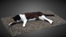Cat(Nana) cat, japan, kyoto, realitycapture, photogrammetry