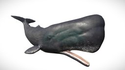 Sperm Whale shark, marine, fish, underwater, animals, dolphin, octopus, mammal, killer, predator, ocean, , giant, squid, deep, whale, sperm, orca, swimming, moby, animal, monster, sea, submarine