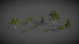 AS19 Saraca Indica Ashoka (Ashoka Tree) trees, tree, plant, plants, flower, tropical, unreal, flowers, nature, rainforest, flowering, assets-game, unity, blender, nature-asset, nature-assets, nature-asset-pack, ashoka-tree, saraca-indica-ashoka