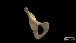 Pelvic Bone skeleton, anatomy, pelvis, coxal, university-of-michigan, bones, bluelink, coxal-bone, pelvic-bone