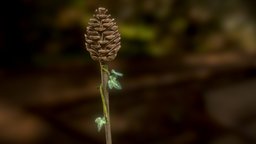 Thyrsus of Dionysus greek, ancient, ivy, wine, pine, staff, god, roman, dionysus, pinecone, deity, bacchus, pine-cone, thyrsus, thyrsos, wood