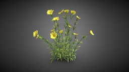 Flower plant plant, flower