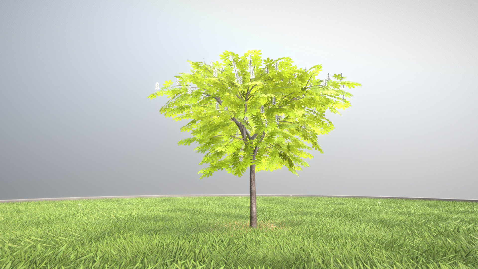 Kastanie 4 Meter im Frühling.






Object Name - European_Horse_Chestnut_Spring_4m 

Object Dimensions -  4.287m x 4.510m x 4.116m






Vertices = 6544

Edges = 10564

Polygons = 4772





Aus dem VIS-All 3d-baeume-4









Sommer




Herbst




Winter





Modelliert und texturiert von 3DHaupt mit Blender-3D - Kastanie 4 Meter - Frühling - Buy Royalty Free 3D model by VIS-All-3D (@VIS-All) 3d model