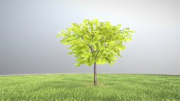Kastanie 4 Meter tree, grass, baum, flowers, blatt, game-ready, blender-3d, chestnut, kastanie, vis-all-3d, sommer, kastanien, 4-meter, baum-module-4, leaf-tree, 3dhaupt, low-poly, lowpoly, blender3d, noai, rosskastanie, european-horse-chestnut
