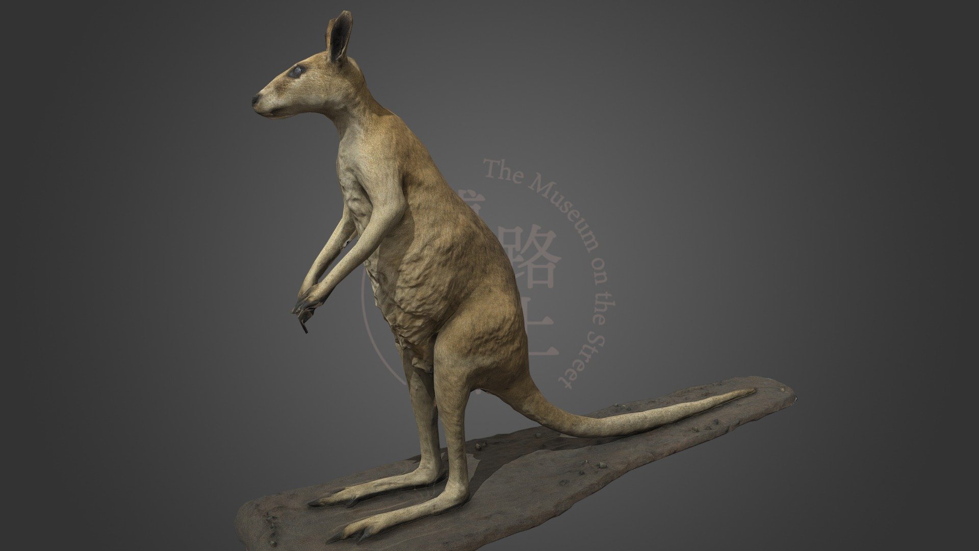 This specimen is stored in The National Museum of Nature and Science, Tokyo and numbered NSMT-M32011.

この標本はNSMT-M32011として国立科学博物館に収蔵されています。

This model scanned and modified for publishing by Kent Mori@Rojohaku is licensed under CC BY-NC 4.0. The model was created supported by JSPS KAKENHI Grant Number JP 17K12967.

この３Dモデルは Kent Mori@Rojohaku によって制作され、 CC BY-NC 4.0として公開しています。また、このモデルはJSPS科研費JP  17K12967の助成を受けて作られました。 - NSMT-M32011 Agile wallaby スナイロワラビー - Download Free 3D model by Kent MORI @rojohaku (@Memento) 3d model