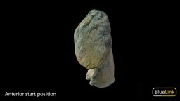 Lung organ, anatomy, lung, university-of-michigan, bluelink