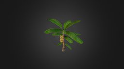 Banana Musa tree, plant, fruit, forest, banana, nature, musa