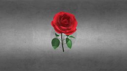 Rose flower, flowers, rose