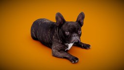 DOG B anatomy, archviz, dog, exterior, animals, photorealistic, bulldog, dogs, labrador, low-poly-model, frenchbulldog, englishbulldog, 3dprint, photogrammetry, 3dscan, animal, interior
