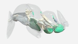 Model 2 insect, anatomy, muscles, thorax, insects, ants, morphology, formica, micro-ct, 3dmodel