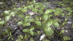 Clover Spring green, plant, forest, grass, prop, reality, detail, cover, ground, miniature, cz, clover, brown, vr, park, macro, miniatures, realistic, real, nature, czech, realism, brno, covered, closeup, close, chunks, realitycapture, render, photogrammetry, asset, texture, scan, textured, rendering